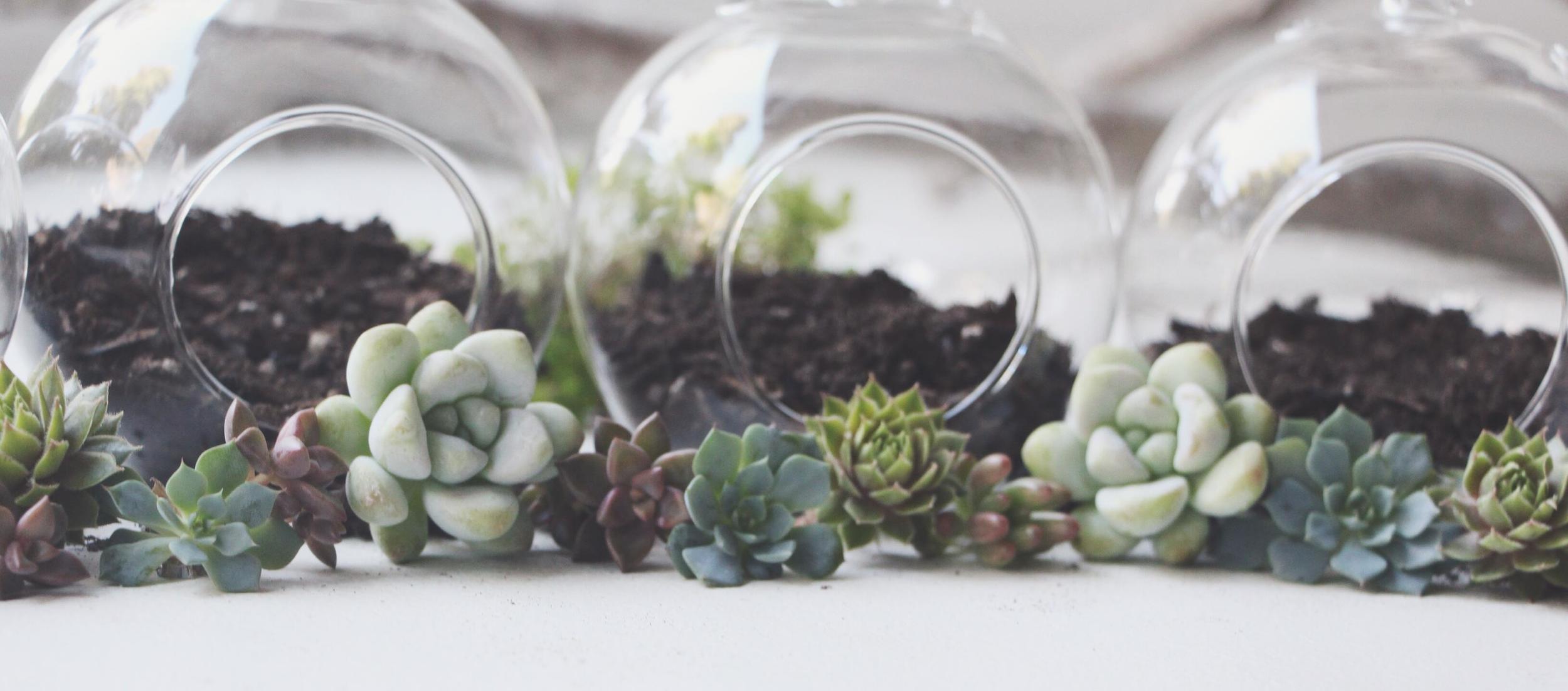 DIY Hanging Succulent Terrarium for Petunia Handbags Blog via Needles + Leaves